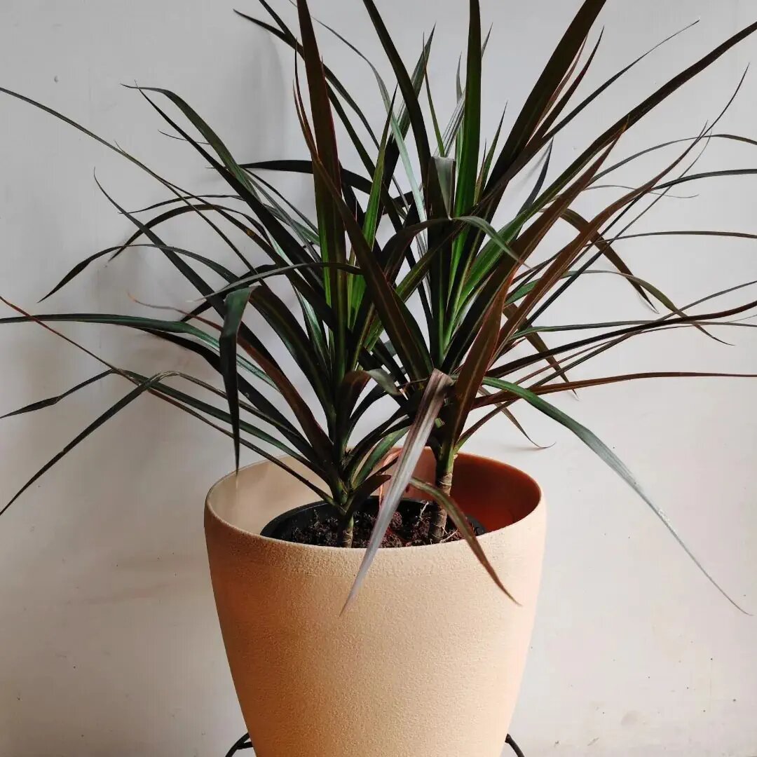 Драцена Dracaena