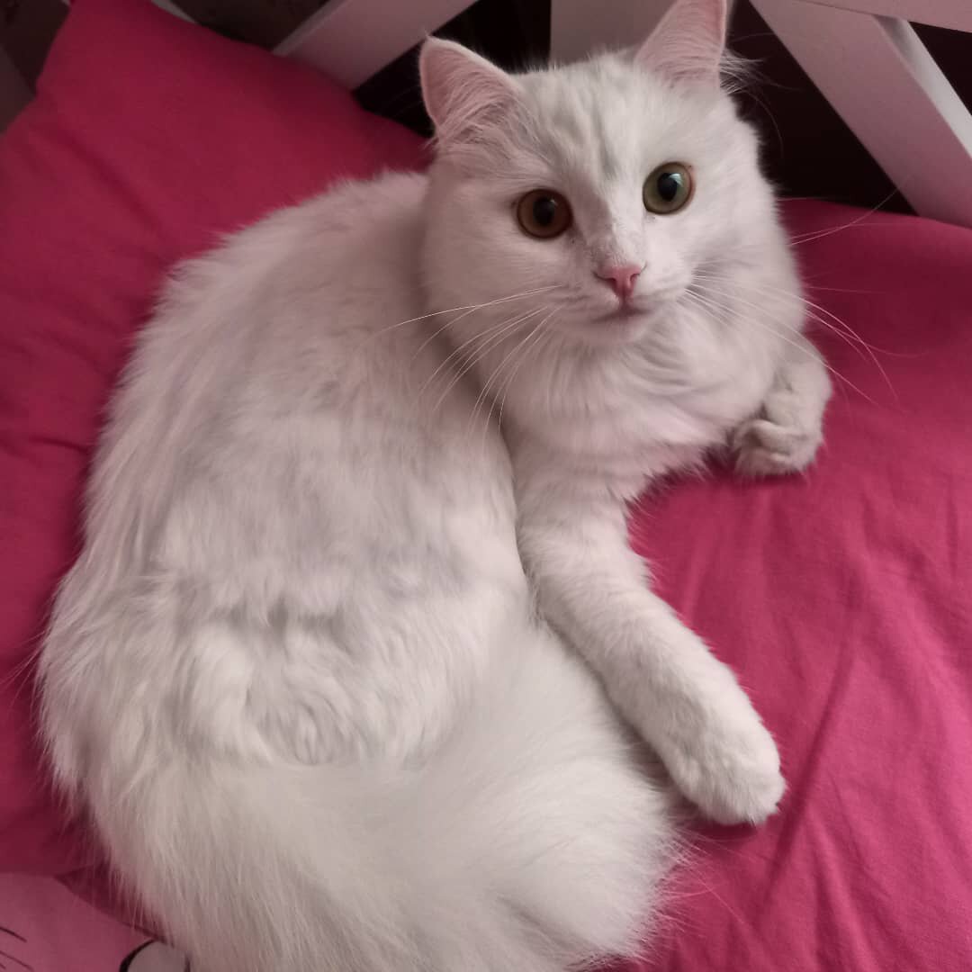 Моя кошка Симба🥰