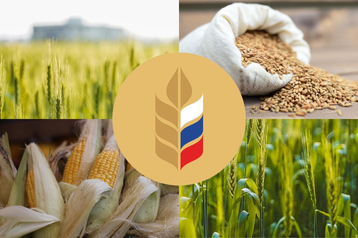 Рынок зерна. Пошлины на пшеницу до 17 тыс. Рублей. Куплю зерно ростов