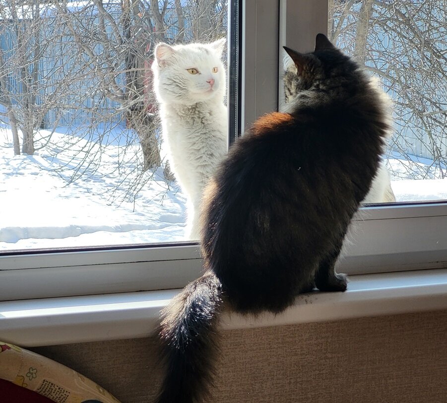 Как-то кот оставил метку на пластиковом окне и запах проник в дом. 