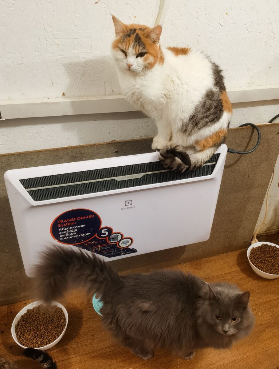 кот и математика. кот учитель. котики шутят. кот решает математику. математический котик.