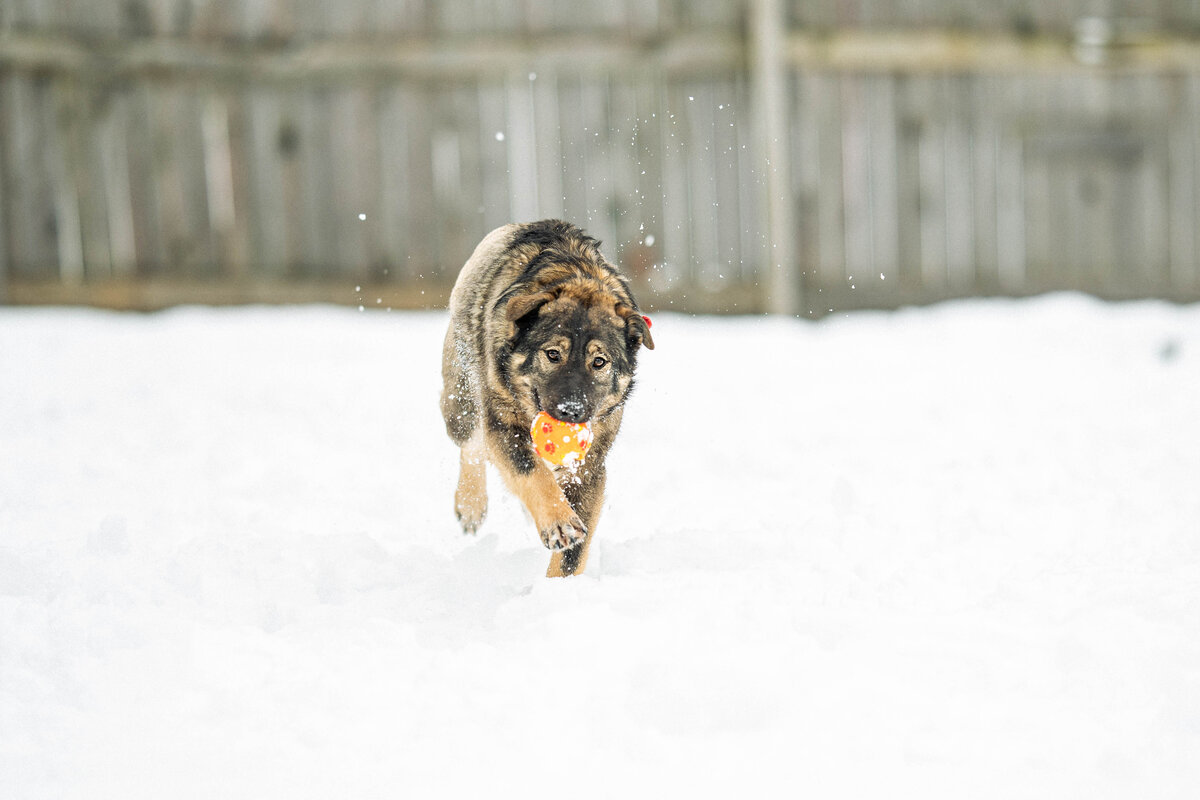Да, не самые маленькие тут щенки. Зато добрые, умные, мяконькие!