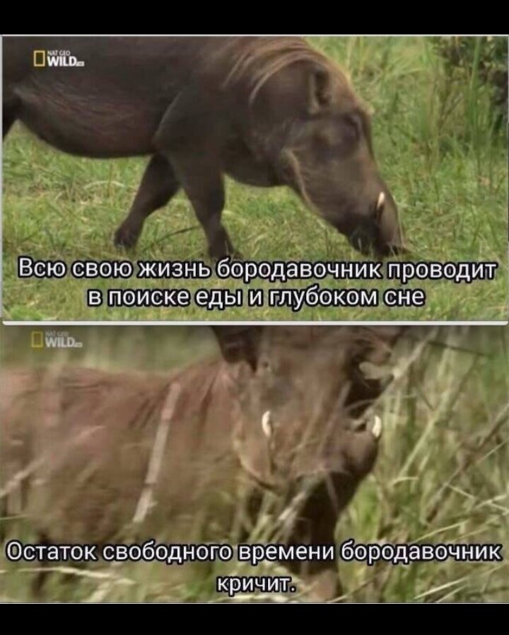 Мои крылья все в пыли текст. Эх дороги пыль да туман слова. Стихи про крылья за спиной. Текст песни северный ветер. Красивые выражения про крылья.