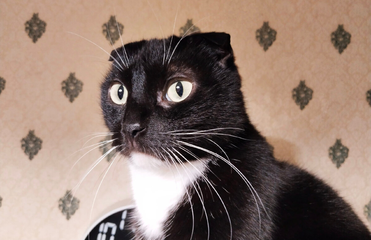 Сурена вот обеспечивают, потому что он котик