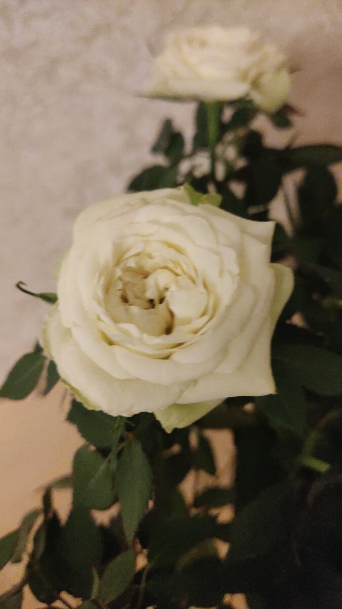 Белая кустовая розочка. 