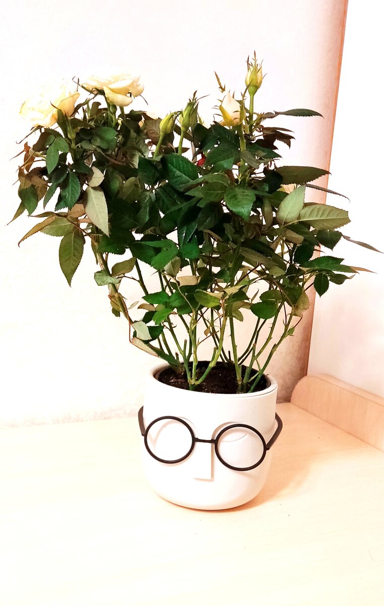 Горшочек всезнайка. Позабавил нас. 