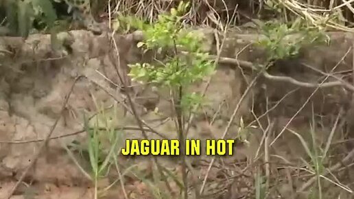 Спас кошку а она превратилась в девушку. Аниме полнометражка про кошек. Сейлор мун луна и артемис. Превращение в кота. Ким мён су мяу таинственный парень.