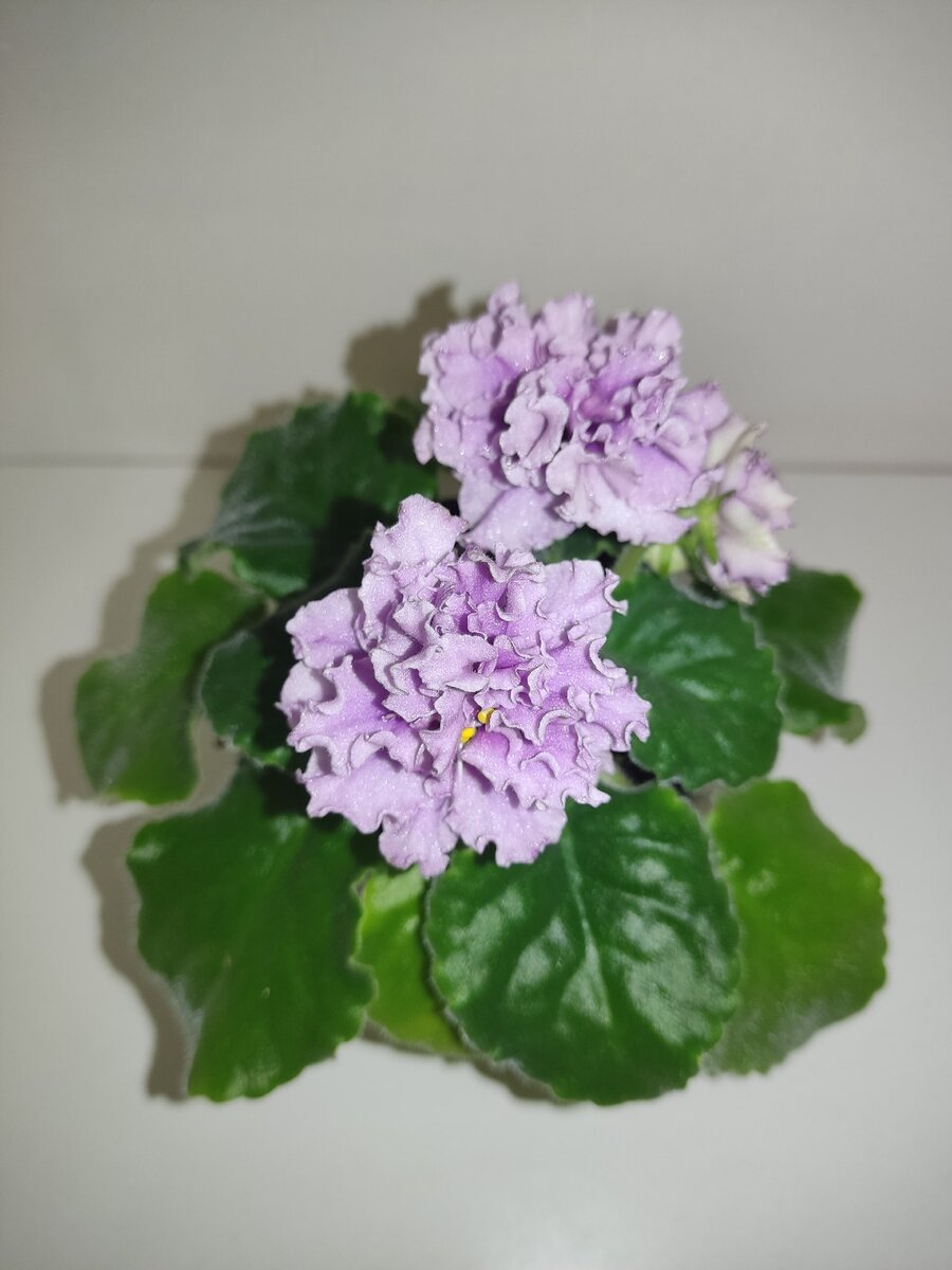 АВ Дамасская Роза