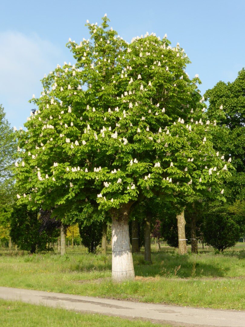 Конский каштан обыкновенный. Каштан (Aesculus hippocastanum). Конский каштан обыкновенный Aesculus hippocastanum. Каштан конский обыкновенный дерево.