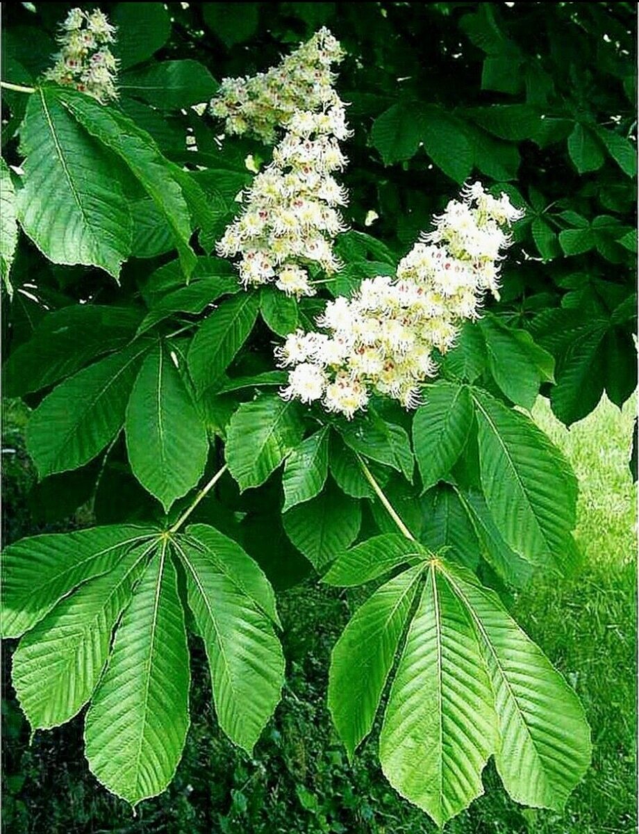 Каштан конский (Aesculus). Каштан конский (Aesculus hippocastanum). Каштан конский обыкновенный дерево. Каштан конский Маргината. Виды каштановых