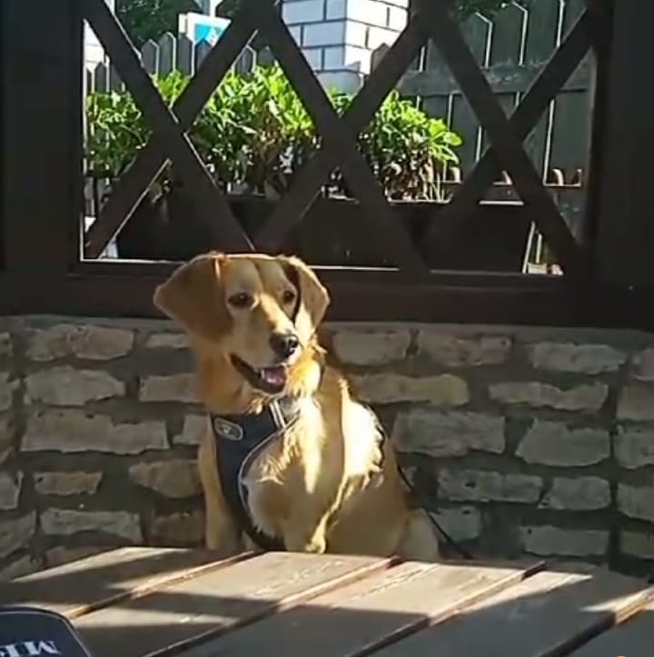 УШАСТЫЙ РЫЖИЙ ДРАКОН