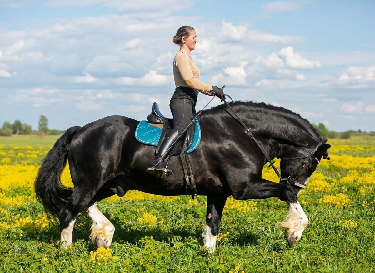 пегий лузитано. лошадь лузитанской породы(лузитано). каракулевая масть лошади. существующие породы лошадей. масти лошадей таблица названия.