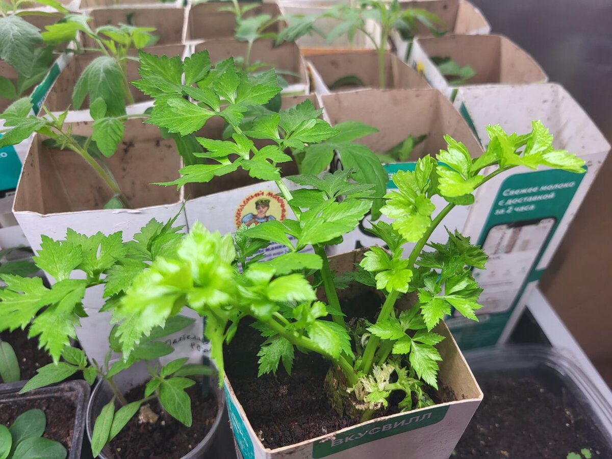 Сельдерей совсем необязательно сеять. Можно укоренить "попку" от черешкового сельдерея, что в магазине продаётся. В статье использованы фото автора 