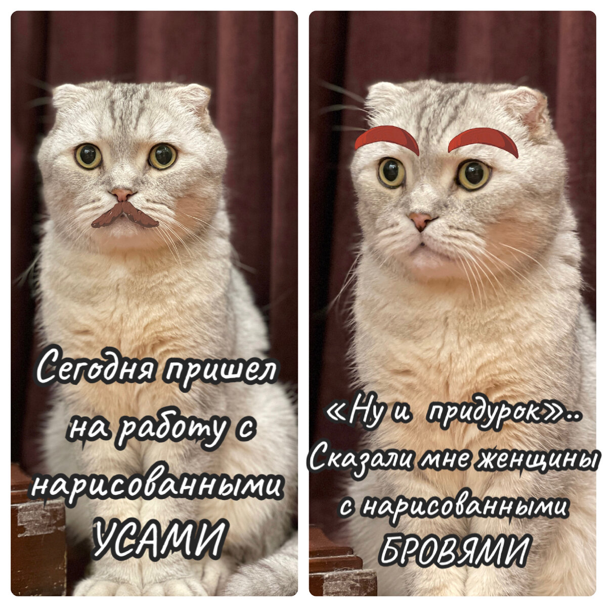 Кот марсик брутальный