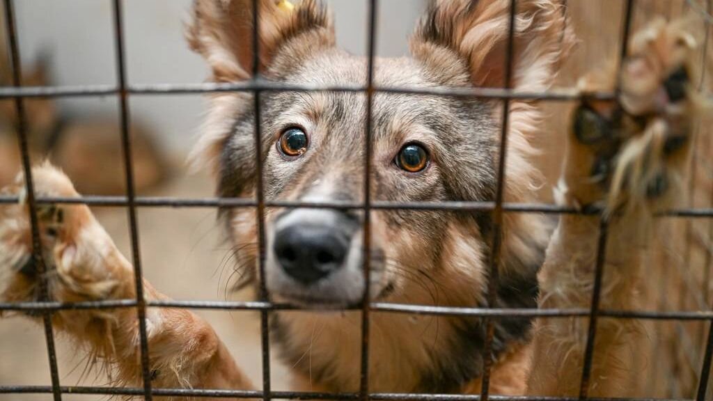 Приют губкинский в 9 микрорайоне. Приют для животных новый уренгой. Янао губкинский приют для собак. Губкинский приют для животных. Приют для животных губкинский доброе сердце.