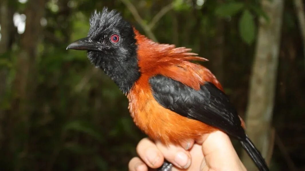 Дроздовая мухоловка с острова Новая Гвинея/ © animal-photo.livejournal.com