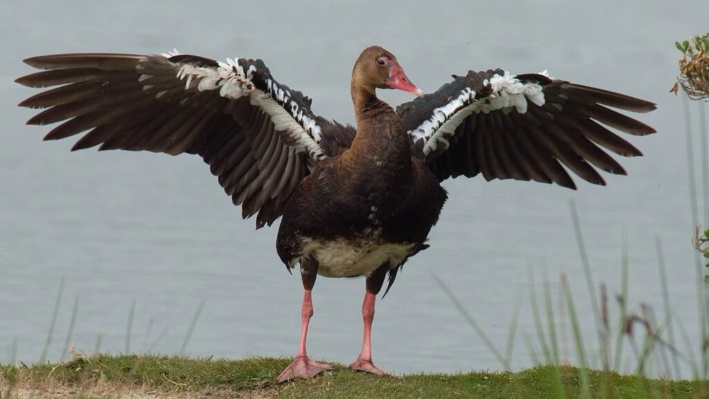 Шпорцевым гуся назвали не просто так. Если присмотреться, то на сгибе крыла у птицы виден острый коготь. Это и есть ее главное оружие/ © notivory.com