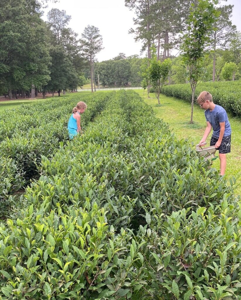 У них там симпатично. Longleaf Tea Co