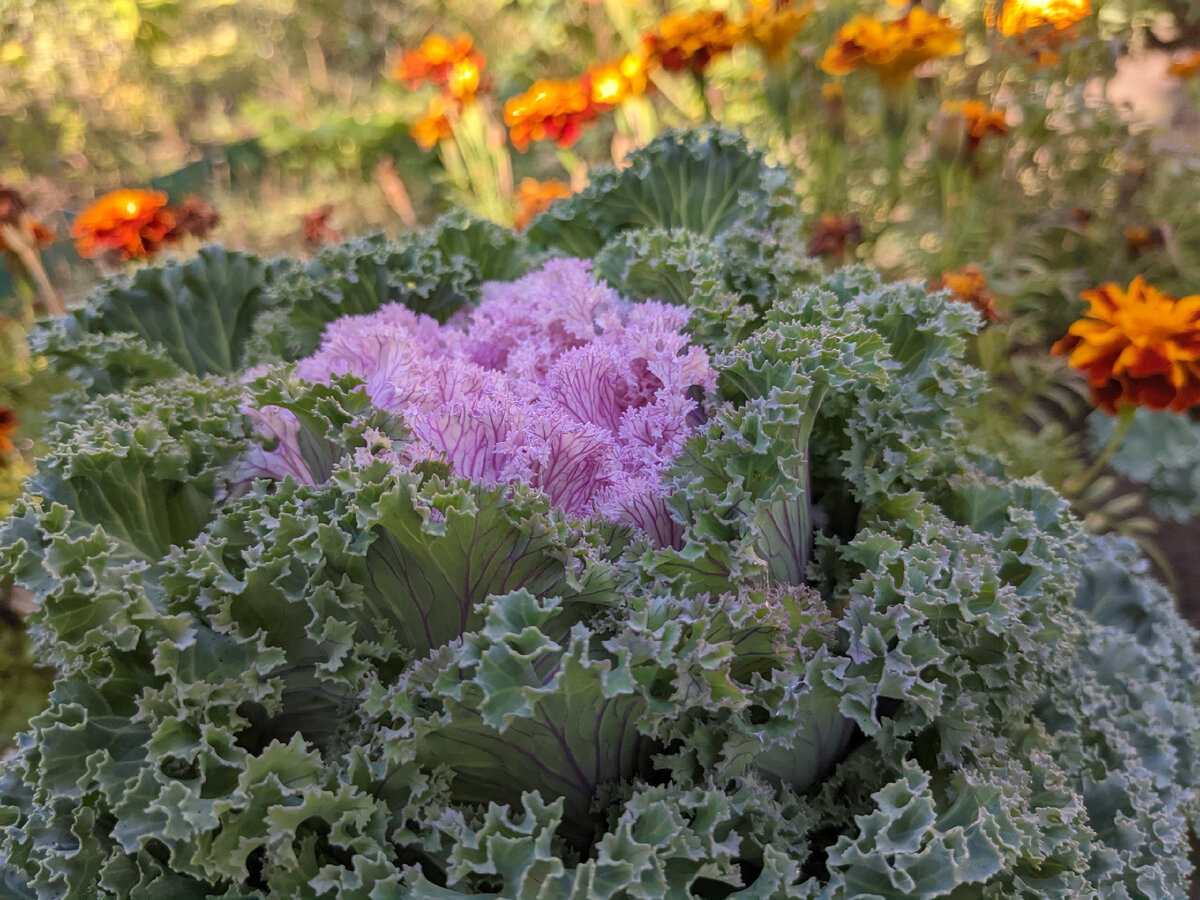 Декоративная капуста Кружевное Жабо и бархатцы Веселая Полянка