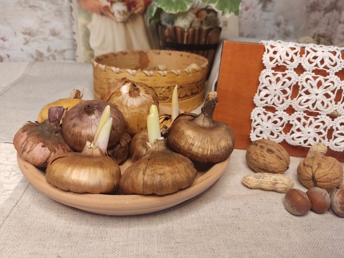 К концу зимы гладиолусы начинают прорастать - это неизбежно, если нет профессиональных условий хранений. Но - ничего страшного, все равно они будут расти и цвести