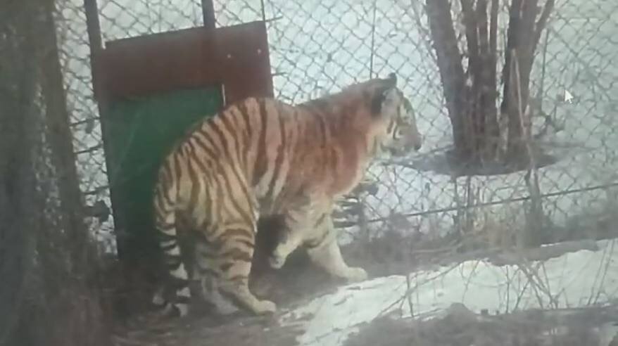 Тигр в реабилитационном центр в селе Алексеевка Приморского края