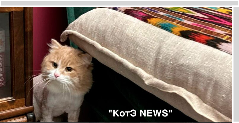 домик в тетради для котиков