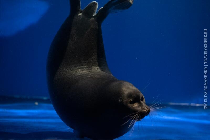 Нерпа, Байкальский музей СО РАН в посёлке Листвянка, фото автора