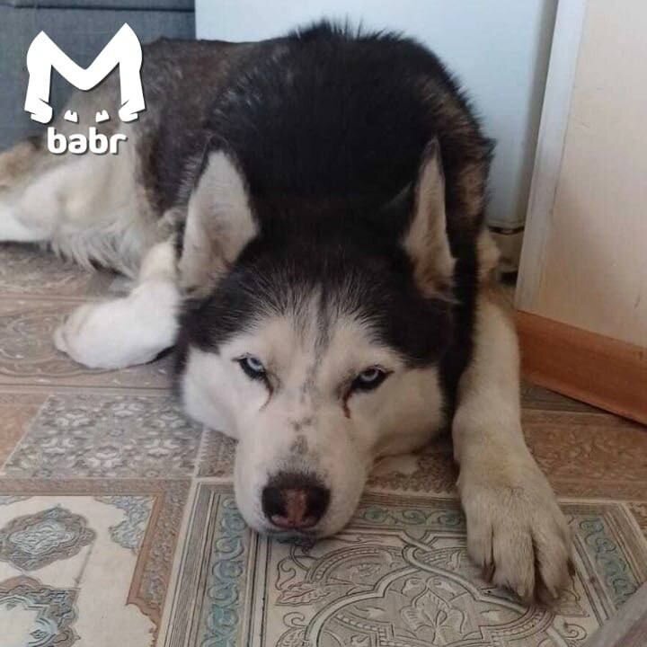    Фото: Telegram-канал "Babr Mash"