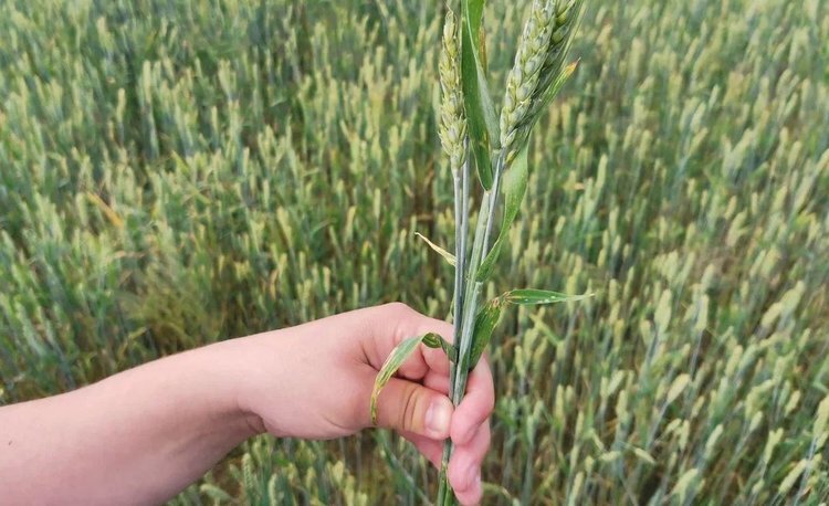    Ученые приблизились к разгадке эволюции иммунитета растений для создания устойчивых к болезням культур