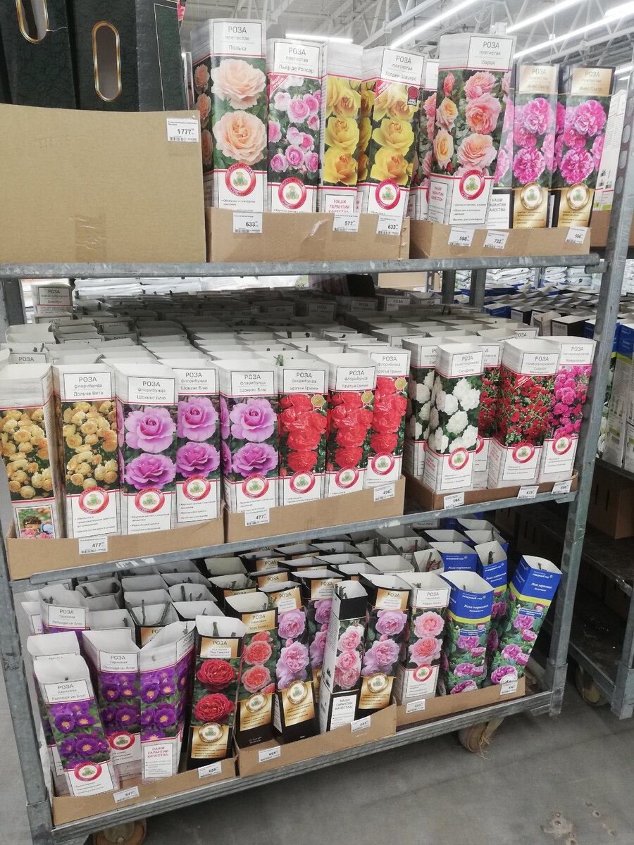 Розы: флорибунды, плетистые, парковые