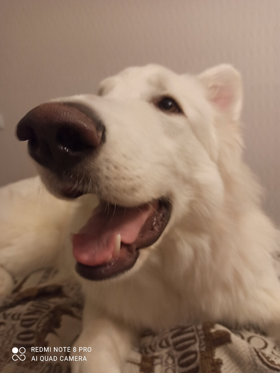 Сэм. Люблю не могу. 