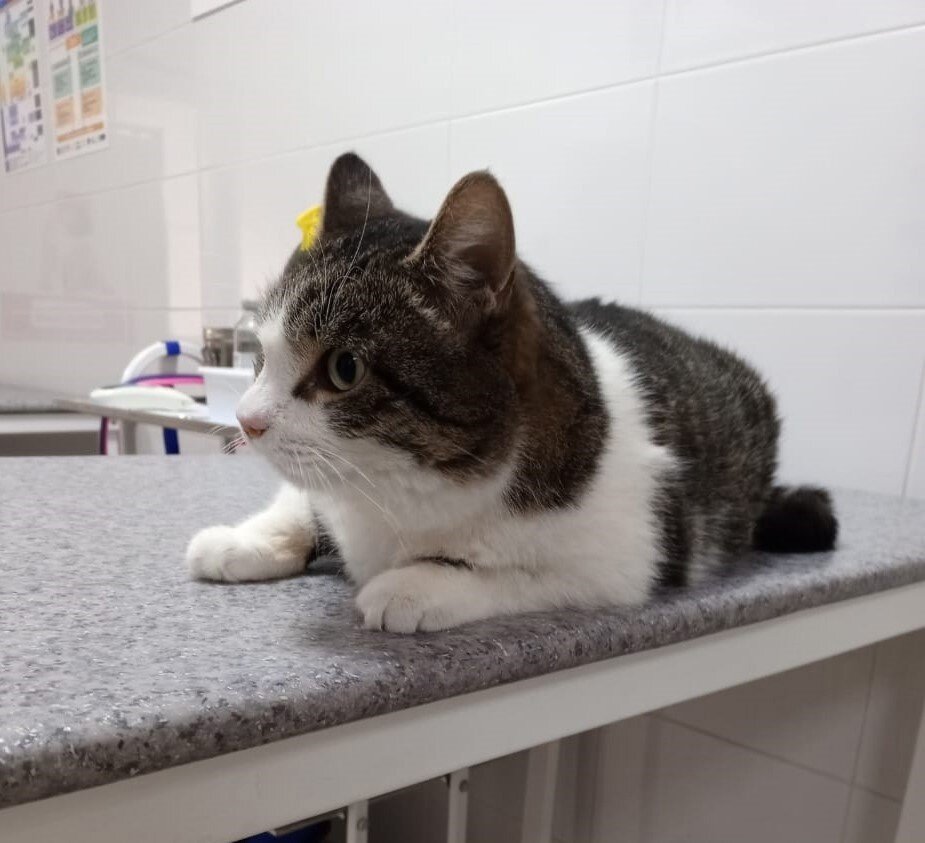 пес под дождем. собака брызги. собака в реке. мокрый дружок. человек дождя.