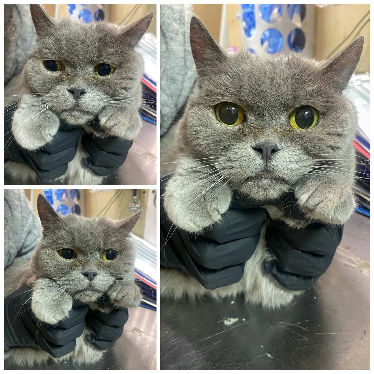 Милая Джемис осталась без хозяйки. Поступила вместе с Мирей, которая вернулась в Центр помощи кошкам «Муркоша».