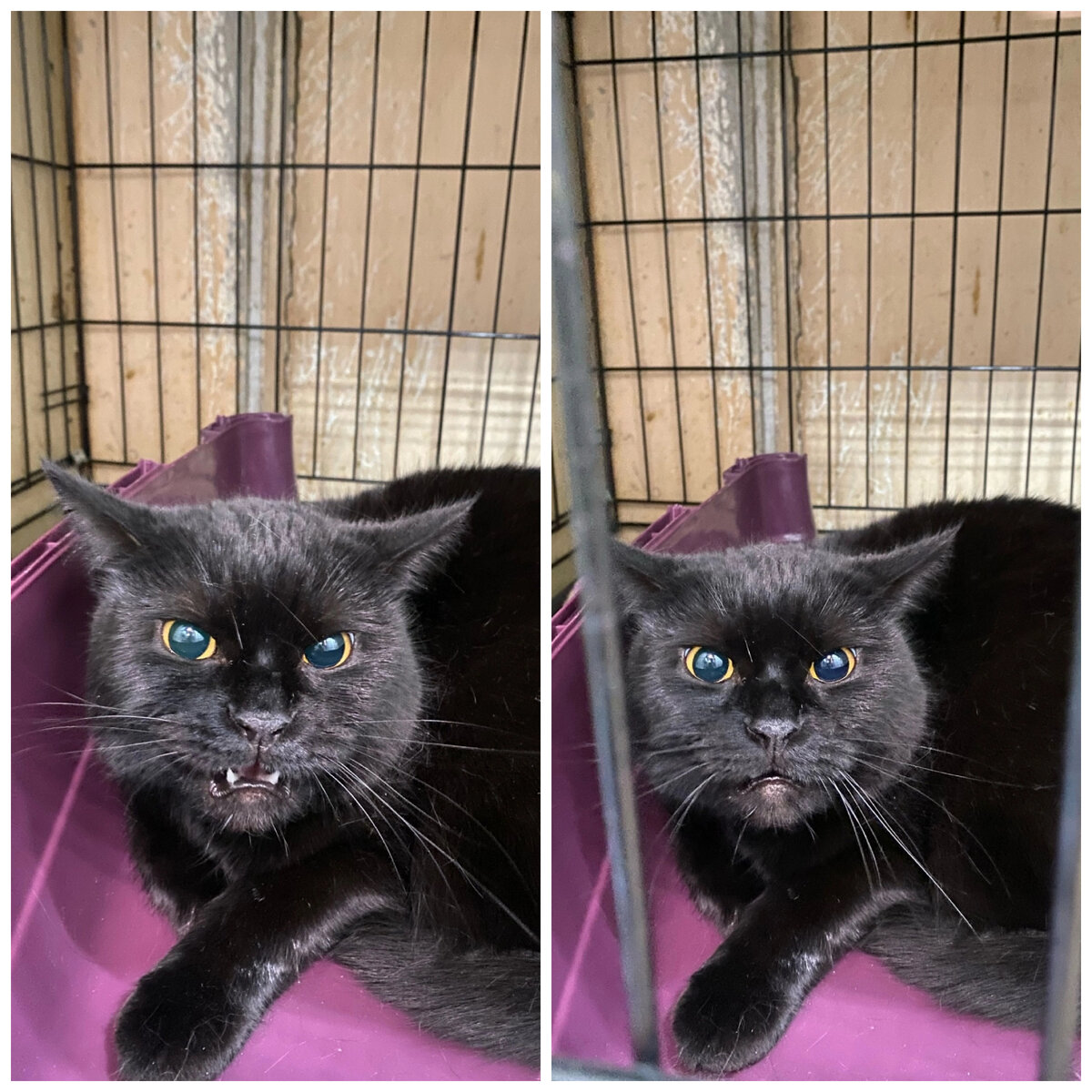 3 года кошке. продолжительность жизни кошек на человеческие годы. сравнение кошачьих лет с человеческими. сколько лет коту по кошачьим меркам таблица. кошка 3 лет.