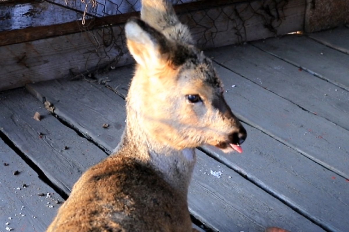    Тюменские охотники заготовили для косуль более 2 тыс. кормовых веников