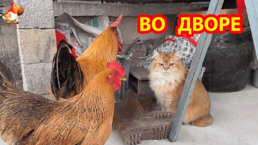 Кошка пришла во двор проведать любимого Петуха и Курицу 🐈🐓 Скучает дома одна...