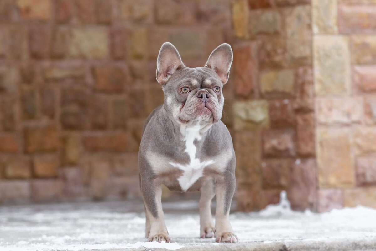 Собака питомника Бульдогвилл.