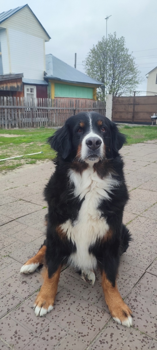 Потенциальный пастух