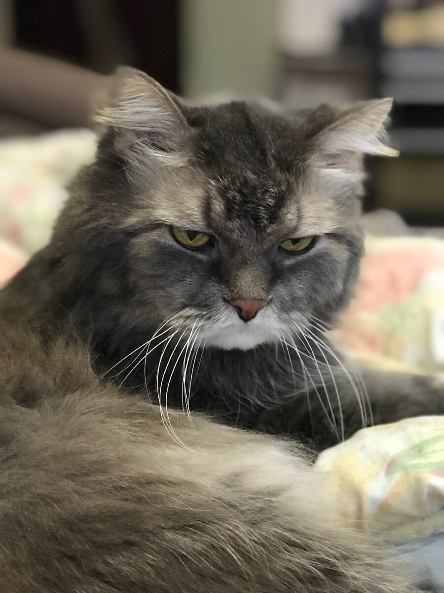 кошка съела шарик. кот с жвачкой. кот фантик. как кошка летает на глазах. кот проглотил ленточку.