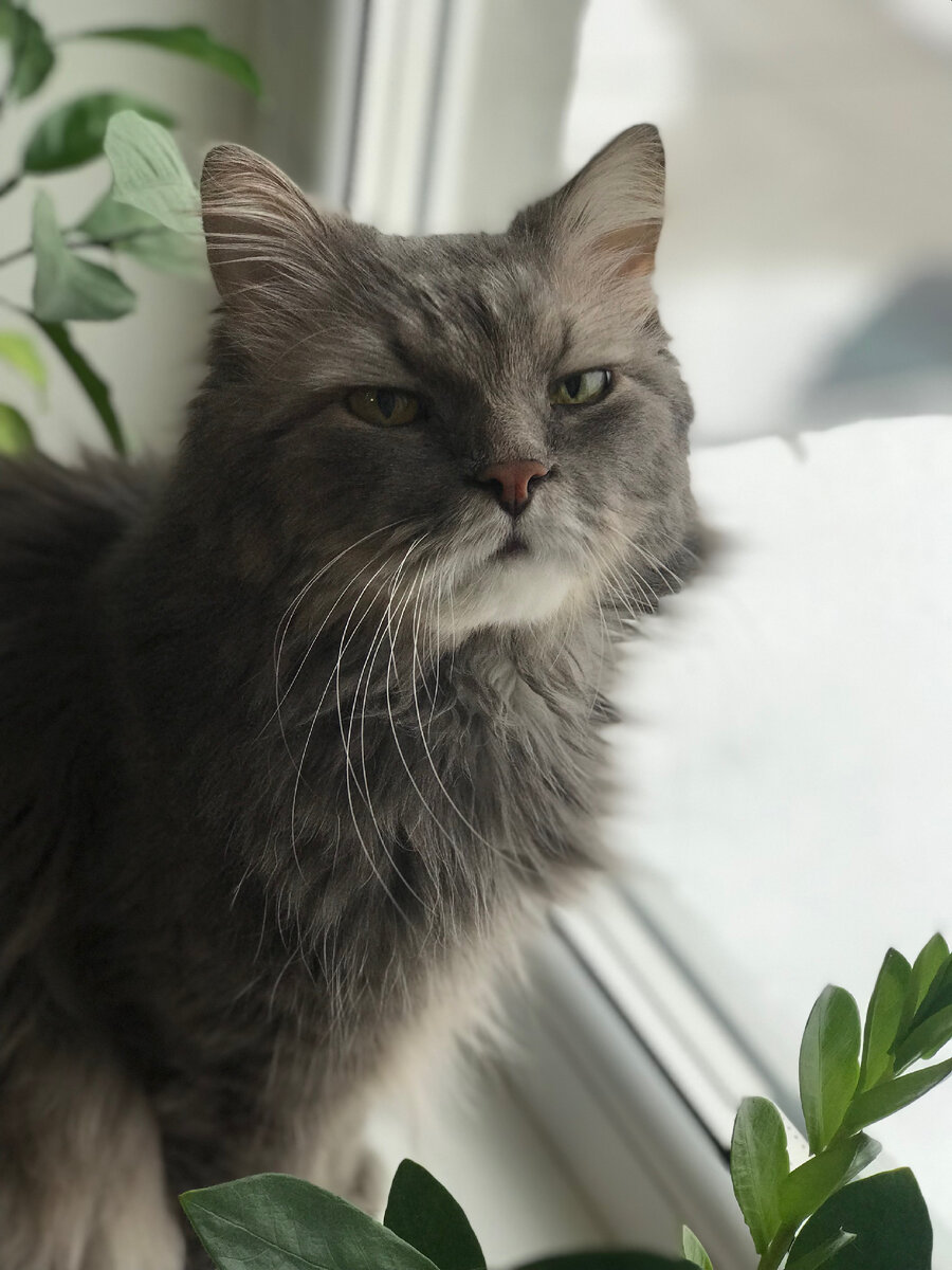 Как коты мурлыкают. Стихи о кошке и человеке. Зачем кошки мурлыкают. Почему мурчат. Почему коты мурлыкают.