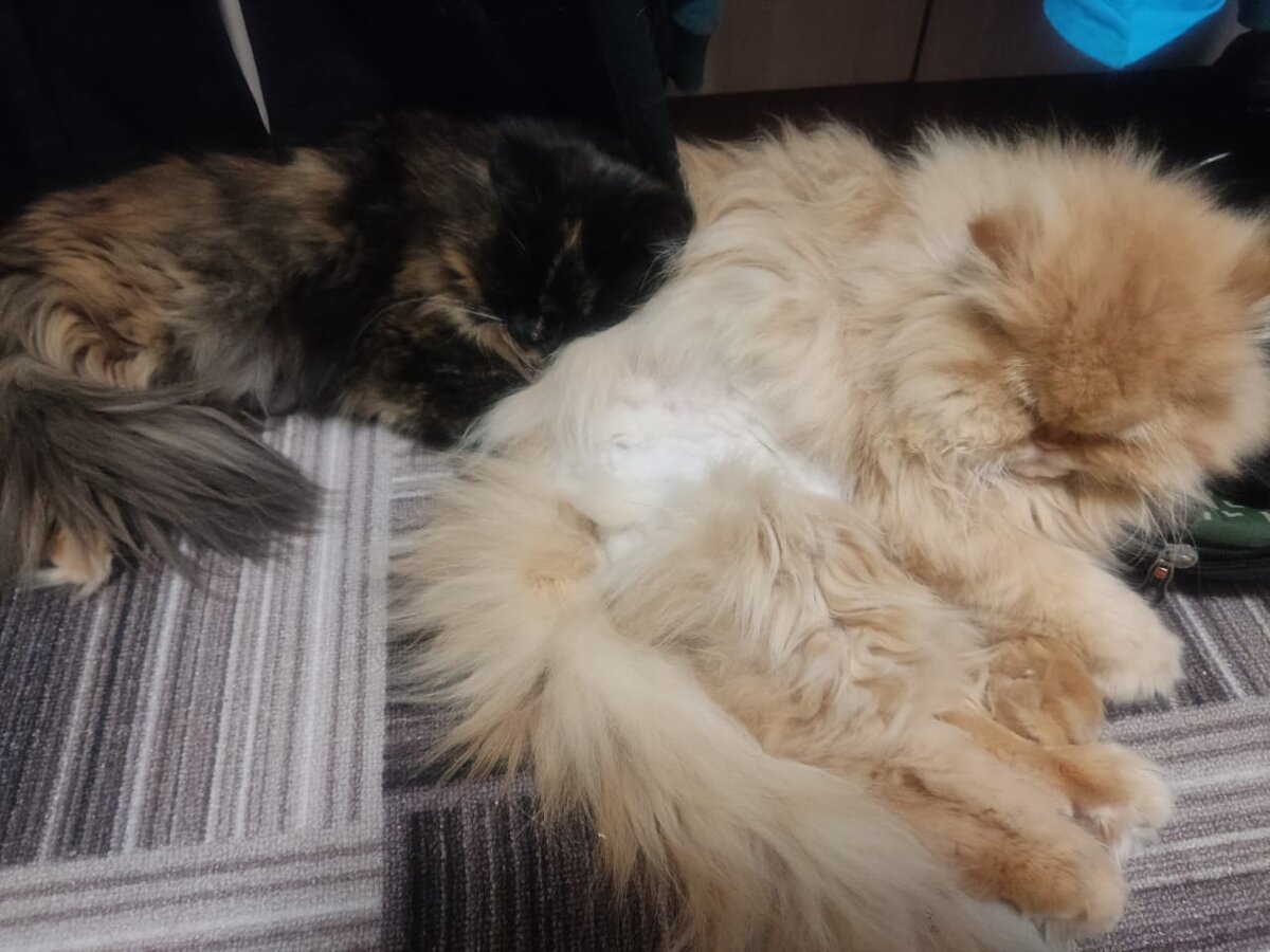 Вместе с ЛИсой