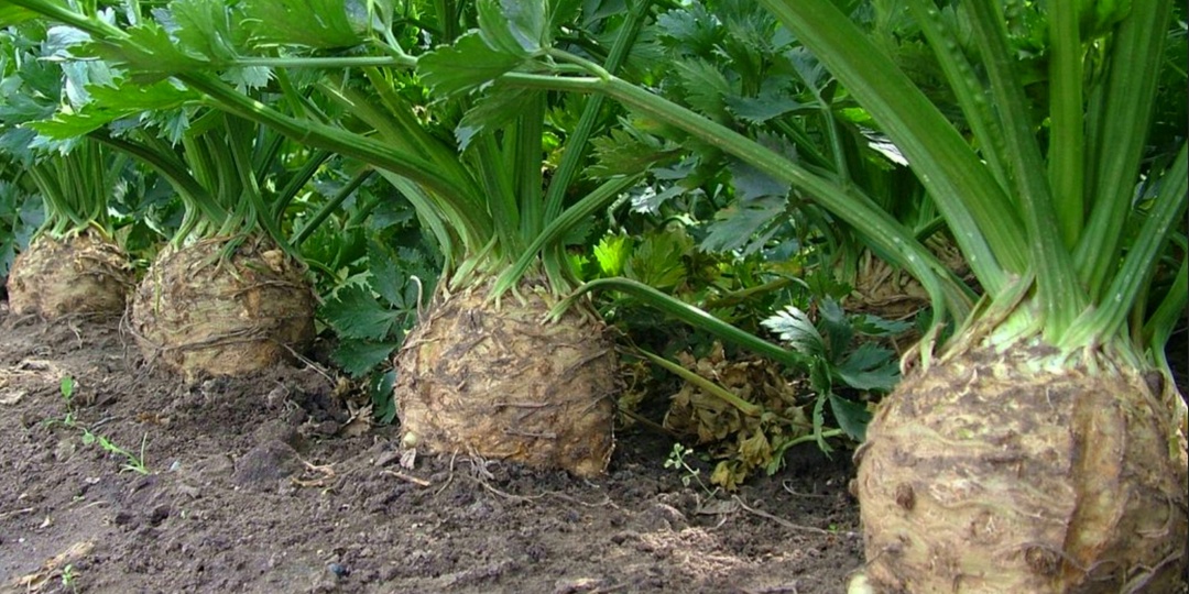 3 действия после которых сельдерей наберёт массу и вырастит крупным и увесистым