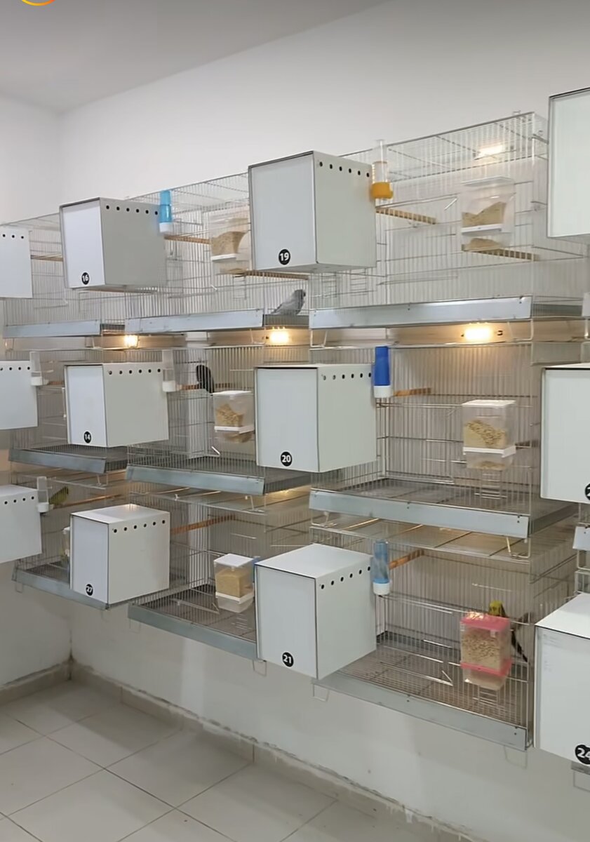 Так содержат парочек