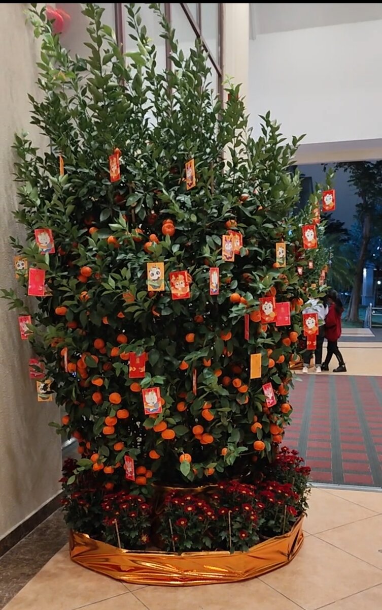Новогоднее мандариновое дерево украшено красными конвертами. В каждом конверте конфеты (лично проверила)