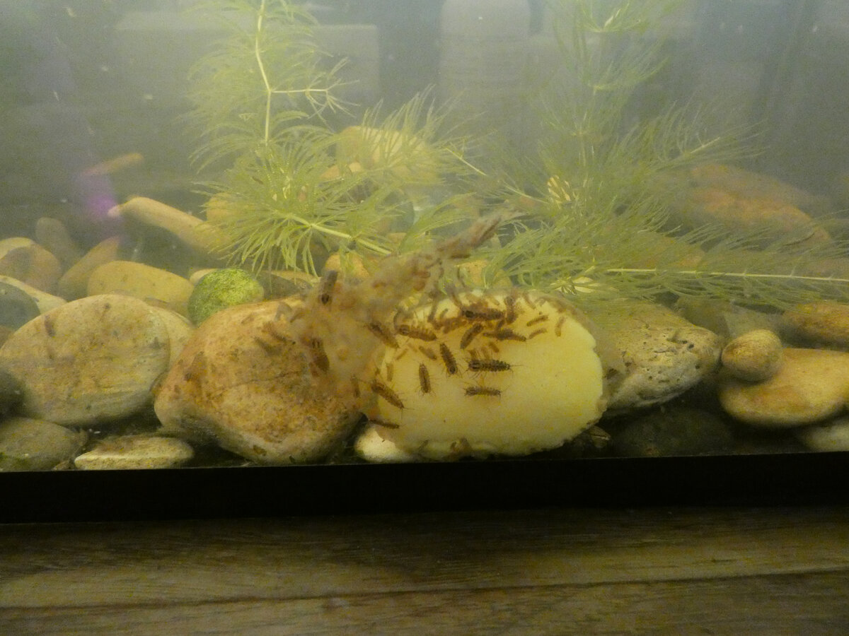 Водяной ослик на вареной картошке. Аквариум 20 литров.