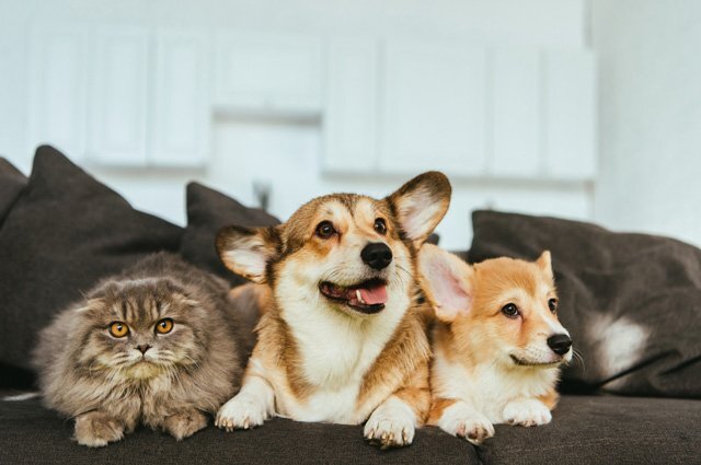    Можно ли завещать все имущество кошке или собаке?