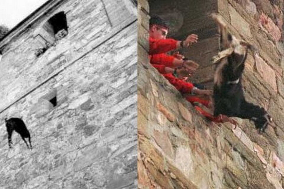 рыба в ресторане. рыбные блюда. кот с рыбой. что едят рыбы. рыбка для кошки.