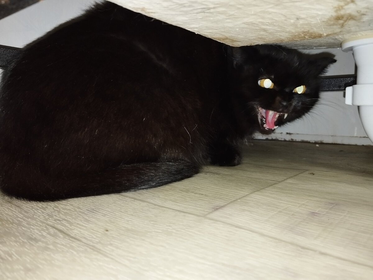 Первое время на передержке Багира пряталась в укромные уголки и отважно защищала своё пространство.