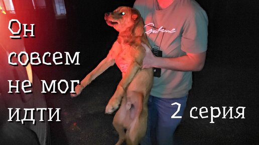 💔Щенок полз вдоль трассы и кричал от боли / продолжение истории щенка Емели/help save the puppy