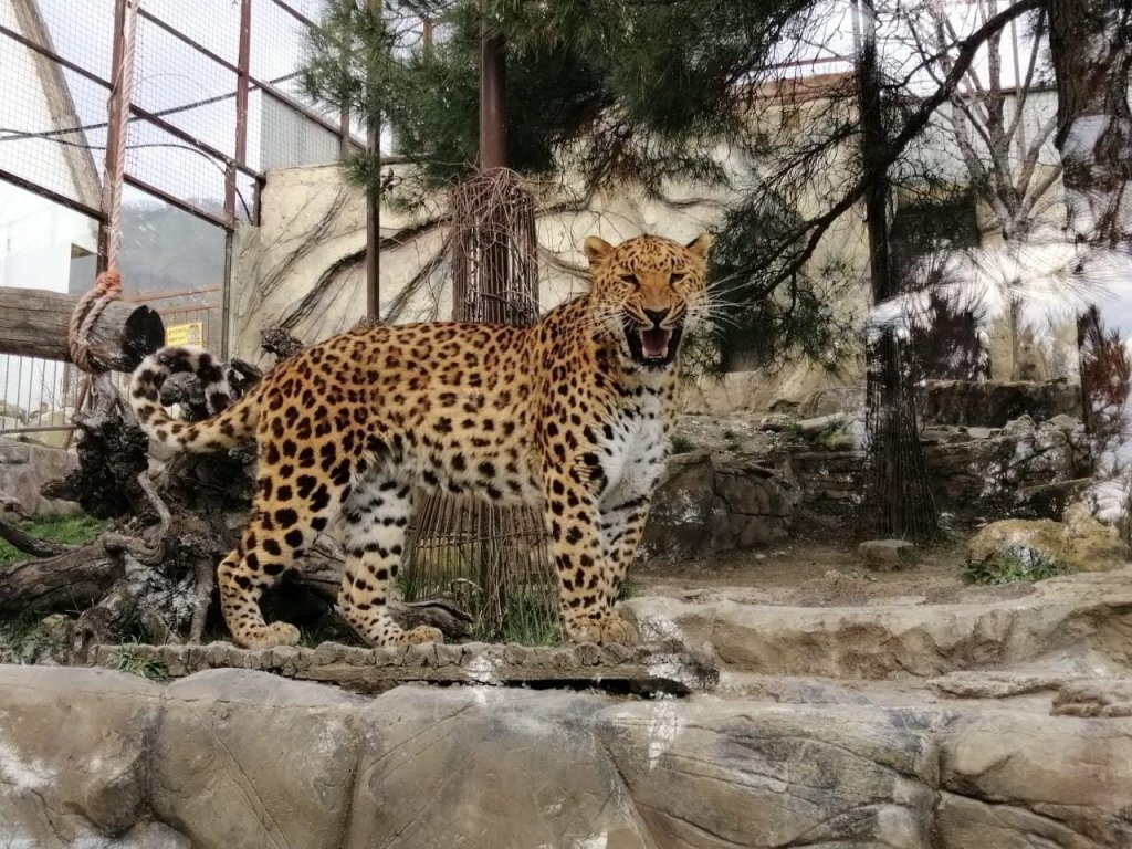 Сафари парк Геленджик Жираф